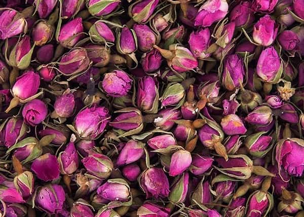 تصویر 4 از خرید گل محمدی شست پر + قیمت فروش استثنایی